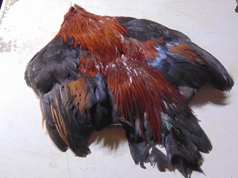 Rooster bantam skin, hunting, fly tying, craft feather, taxidermy pelt
