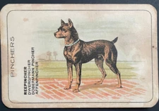 dog MINIATURE PINSCHER Min Pin Antique chromolithograph pre WWII Dog Trade  card