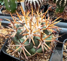 50 FRESH SEEDS,31.1. Coryphantha poselgeriana v valida VM 854, Tetillas, Durango