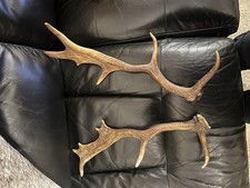 Pair of Fallow Stag/Deer Antlers