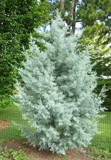 Cupressus arizonica glabra BLUE ICE CYPRESS Seeds! RARE