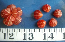 ~ Brachiopod Shells ~ 5 Pairs ~ Red & White ~ Shellcraft ~ Sailor's Valentines ~