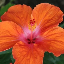 🌺 MADAGASCAR hibiscus MOSCHEUTOS mallow  Malvaceae STARTER 7 cuttings HC6829