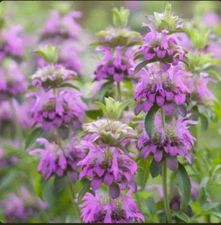 Lemon Mint Seeds, Monarda citriodora, Lemon Horsemint, NON-GMO, FREE SHIPPING