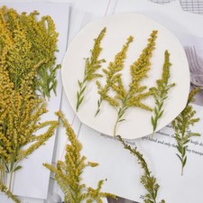 12PCS Real Pressed Dry Yellow leaves for art Craft FHT07