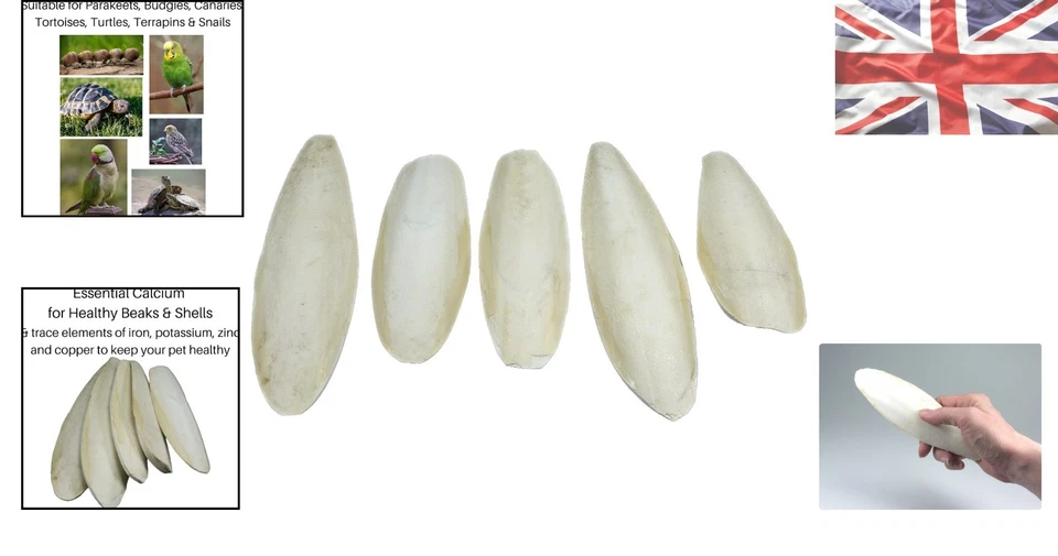 Natural Cuttlefish - 5 Count Pack for Birds and Reptiles (5.5-8in) - Image 2 of 4