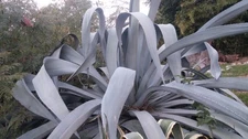 1 pup Blue Agave long slender leaves Unique Beautiful Century plant 