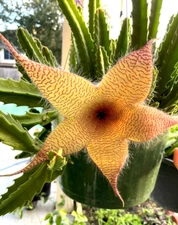 Two of Stapelia grandiflora Flower Carrion Plant, Starfish Plant cutting 6"-8"