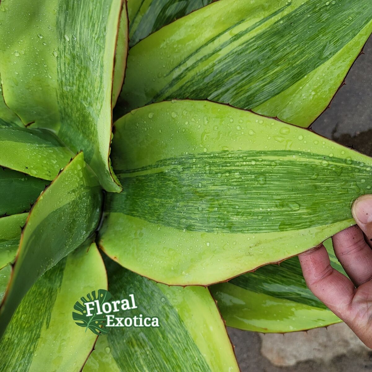 アガベ Agave ovatifolia 'Killer' 206 Variegated Ovatifolia 