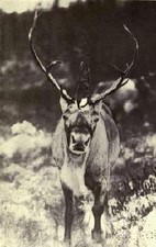 Wild Life and The Camera Book CD 1912 many photos