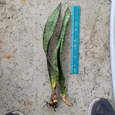 2 Snake Plant Fresh Cutting Unrooted Mother-In-Law Tongue Sanseveria Live Plant