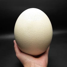 Ostrich EGG preserved specimen