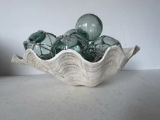 Large Clam Shell Tridacna Gigas Beautiful Specimen