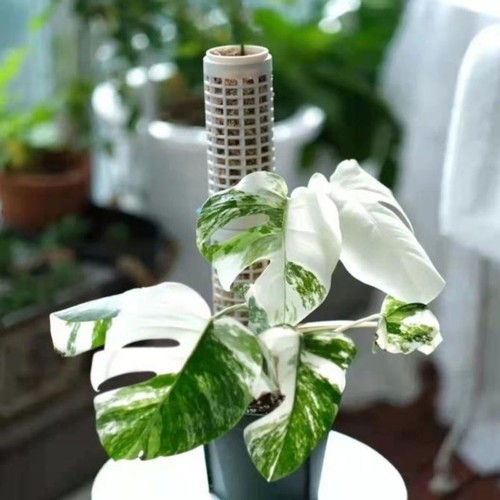 Moss Pole Climbing Plant Coir Moss Totem Pole Stick for Monstera Pot'$i - Photo 4/15