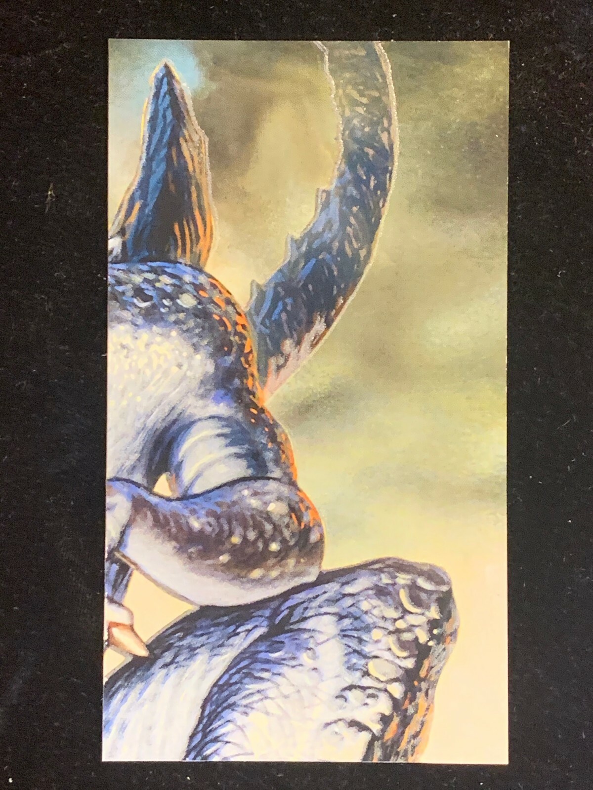 Picture 6 of 13