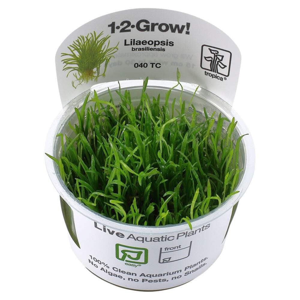 Tropica Lilaeopsis Brasiliensis 1-2-Grow - Live Aquarium Tissue Culture Plant