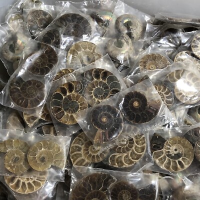100 pairs  of Split Ammonite  Specimen Shell Healing Madagascar