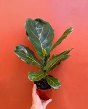 FICUS LYRATA Large Leaf Fig 6" Pot| LIVE Indoor & Outdoor Tropical House Plant