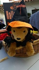 Witch Dog Costume Pet Halloween Size Large
