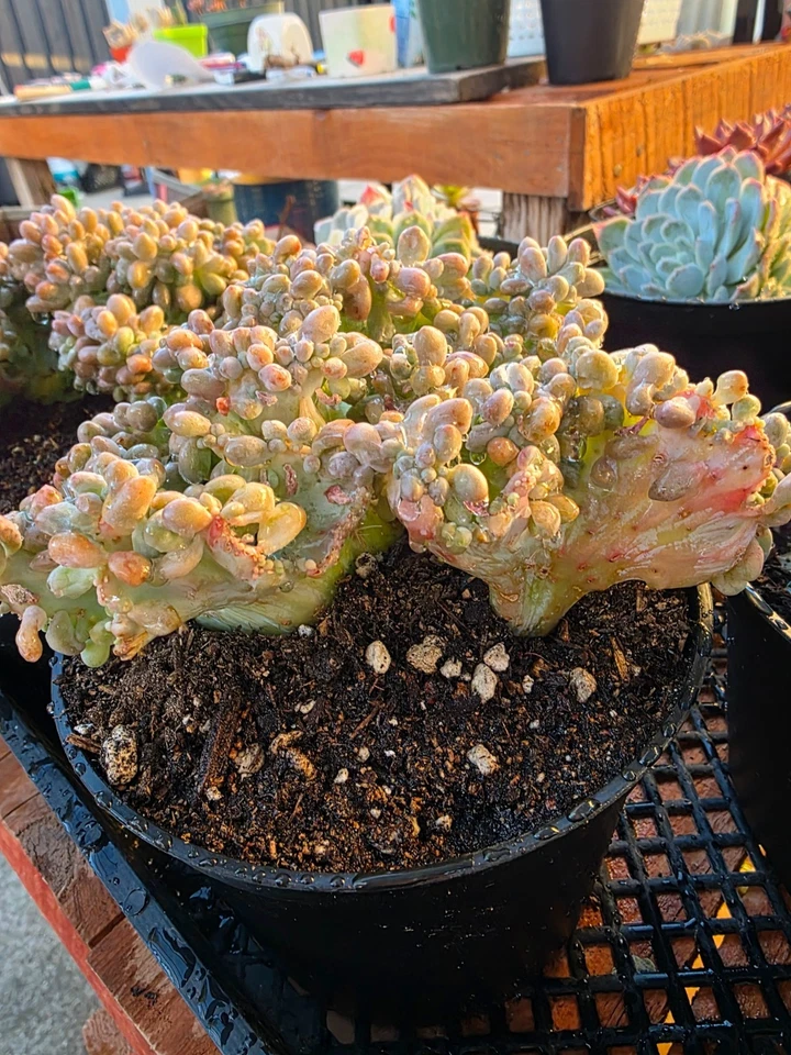 Imported rice ball crested succulent 1pc - Image 4 of 4