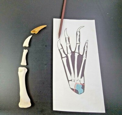 Gator Toe Bone Nail Florida Alligator Claw claws nails JEWELRY Necklace 1'' to 2''