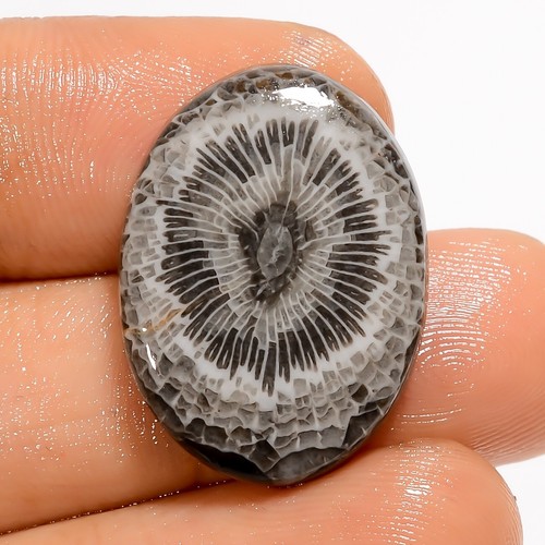 Natural Stingray Coral Loose Gemstone Black Oval Cabochon 16.5 Ct 23X17X5 mm
