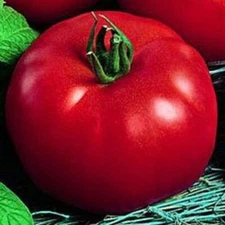 New 100 Siberian Tomato Seeds | NON-GMO | good for colder climates and patio|