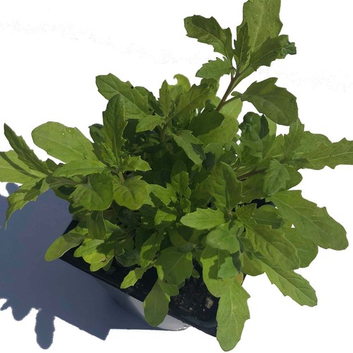 Organic Epazote Plant, (Dysphania ambrosioides - Chenopodium ambrosioides) 2.5 - Picture 3 of 4