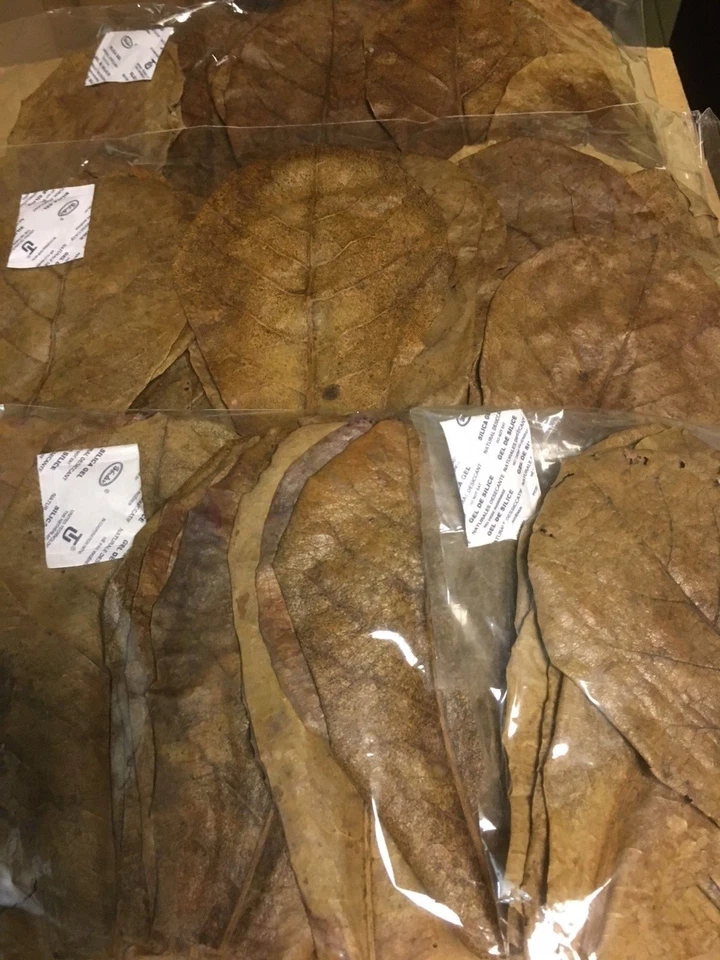 Ca. 150gr 100 Stück beste Seemandelbaumblätter BLITZVERSAND reines Naturprodukt - Bild 2 von 2