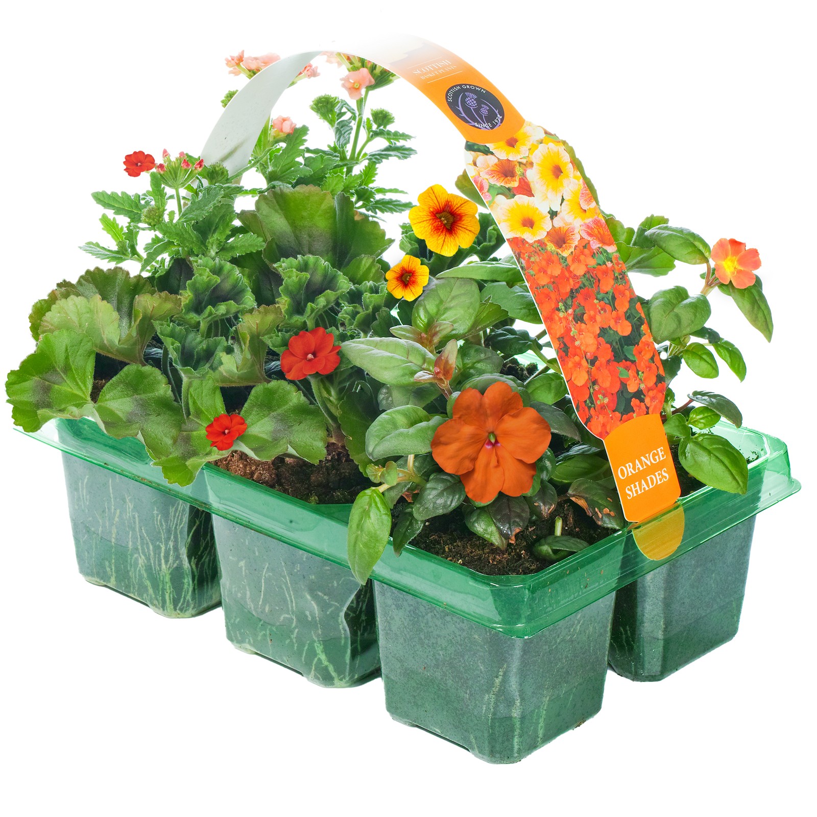 Orange Shades Mix of Hanging Basket Plants for Borders Pots Containers (6 Pack)