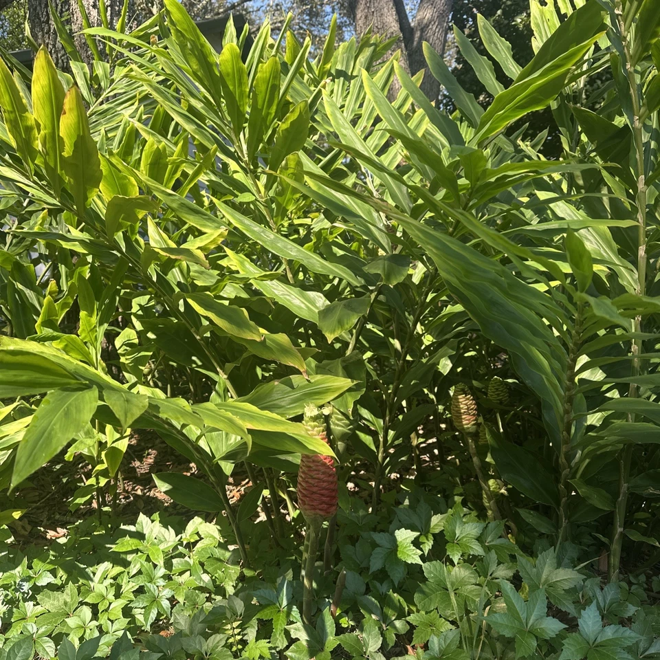 GIANT Shampoo Ginger Rhizome aka Awapuhi Pinecone Bitter Asian plant blooming - Image 2 of 4