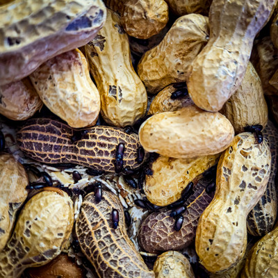  Peanut Beetle Culture   Starter colony of live food for fish, frogs, geckos, +