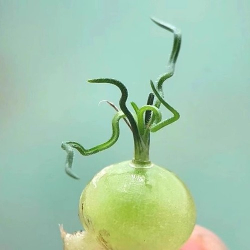 1.2-1.5cm Succulent Plant Ornithogalum Tortuosum Hyacinthaceae Home Garden Plant - 第 4/20 張圖片