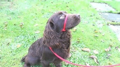 Figure of 8 Eight Anti pull Head Halter 8 mm Braided dog slip Lead