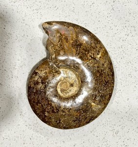 Polished Ammonite Fossil Specimen Nautilus Shell Display Piece 7.75” W, 3.58 lbs