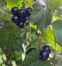 1 - HUNT MUSCADINE Live Grape Vine Plant - 1-2 yr Old - Pruned for Planting