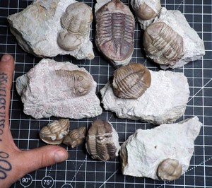 Russian Trilobite Lot Asaphus Illaenus Pseudoasaphus Volkhov Russia Ordovician