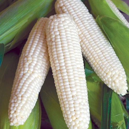 Sweet Corn Seed: Silver Queen Sweet Corn Seeds  Fresh Seed   FREE Shipping