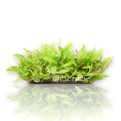 Cryptocoryne Wendtii Green Gecko Tissue Culture | Aquarium Plants