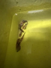 5 Betta Fish HMPK Female Koi