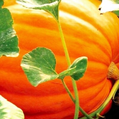 #ad #ad Big Max Pumpkin Treated Seeds Heirloom Pumpkin Seeds NON GMO Garden Seeds $12.00