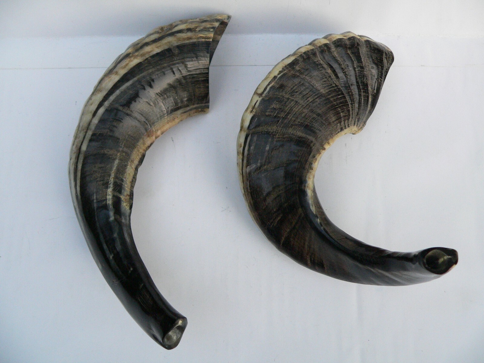 10"/25cm SHOFAR Ram Blow Horn Israel Bible Jewish Chofar Synagogue