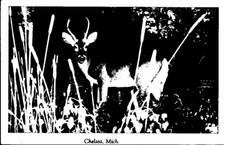 Vintage Postcard Chelsea Michigan Wildlife Scene Featuring Deer In Brush
