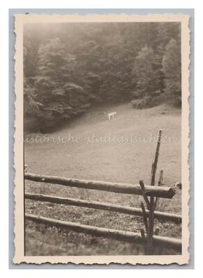 Jachenau 1940 - Cow Pasture - Old Photo