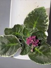African Violet Plant ~ RS-Passia — photo 2