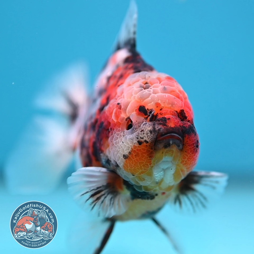 Live Fancy Goldfish White Tiger Oranda 3.8 inch Body (251205_OR18) | eBay