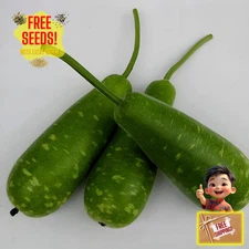 Fresh Nam Tao Yai Seeds | 10 Seeds | Heirloom Non-GMO | Asian Vegetable Seeds