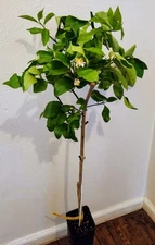 Meyer Lemon Tree - 36"-48" Tall + Key LIME TREE 36-48" TALL WITH 2 DAY SHIPPING