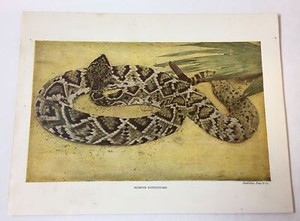 rattlesnake toys ebay