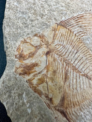 Fossil fish - Aipichthys velifer - Lebanon - Cretaceous - no restoration - Picture 3 of 6